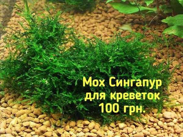 Мох , минералы, креветки кристалл, листья миндаля