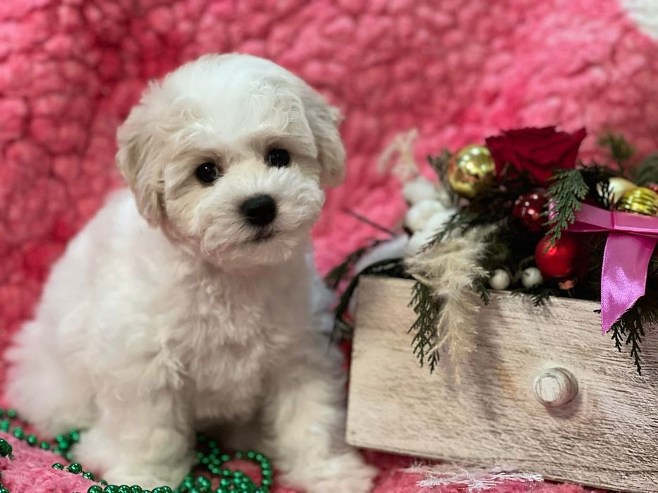 Цуценята бішон фрізе.