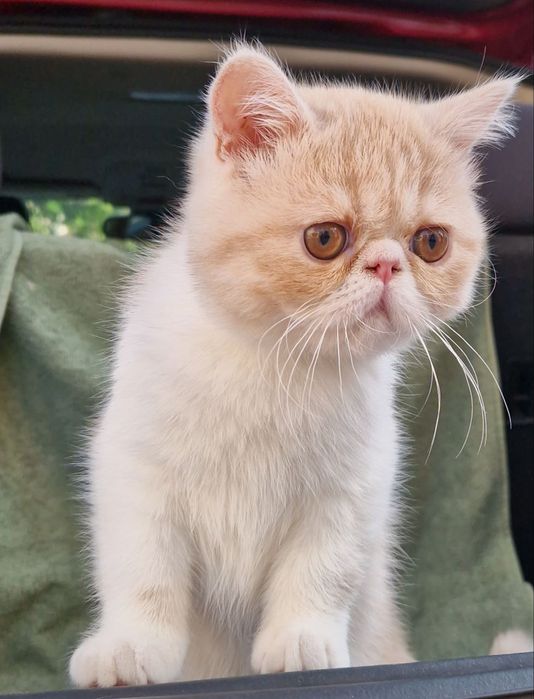 Продається котик Екзот