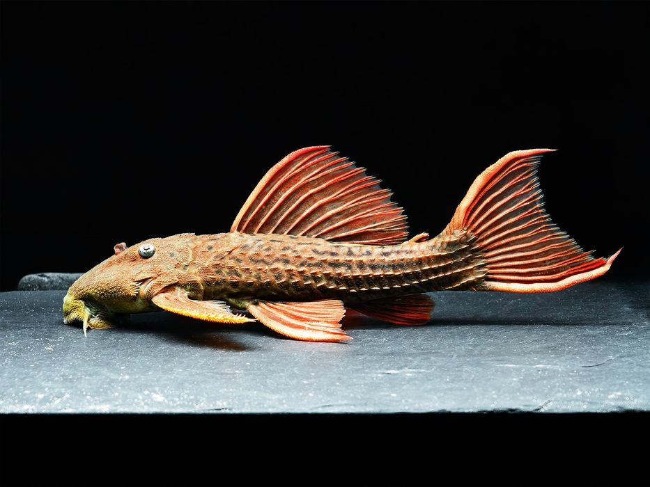 L025 Peudacanthicus Pirarara S. Félix