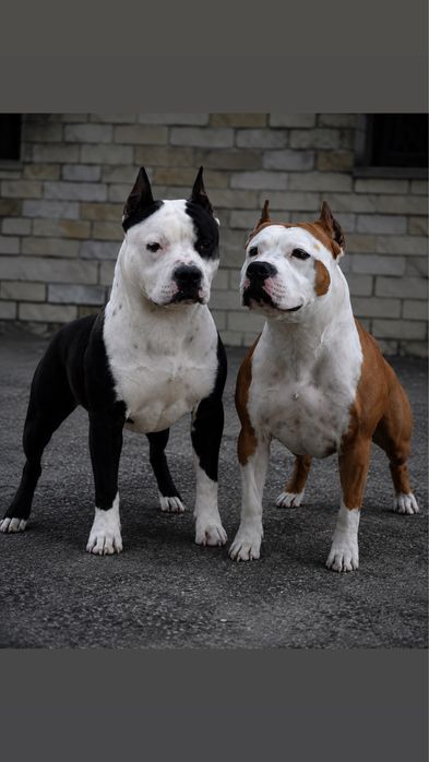 American Staffordshire Terrier