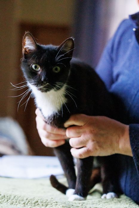 Kajtek - czarno-biały kocur czeka na adopcję