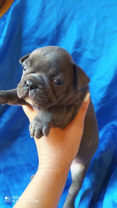 Голубые щенки французского бульдога