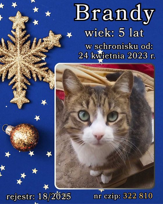 List do Św. Mikołaja – bezdomna kotka BRANDY / Olsztyn