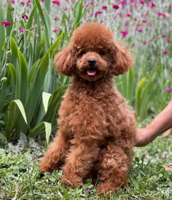 Вязка Красный Той Пудель