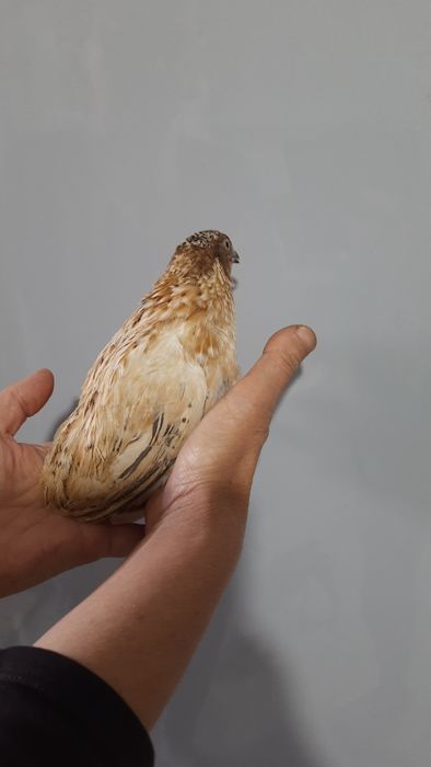 Перепела породы  золотистый феникс  1.5 мес.