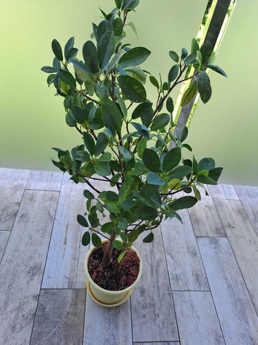 Kwiat Ficus microcarpa Moclame