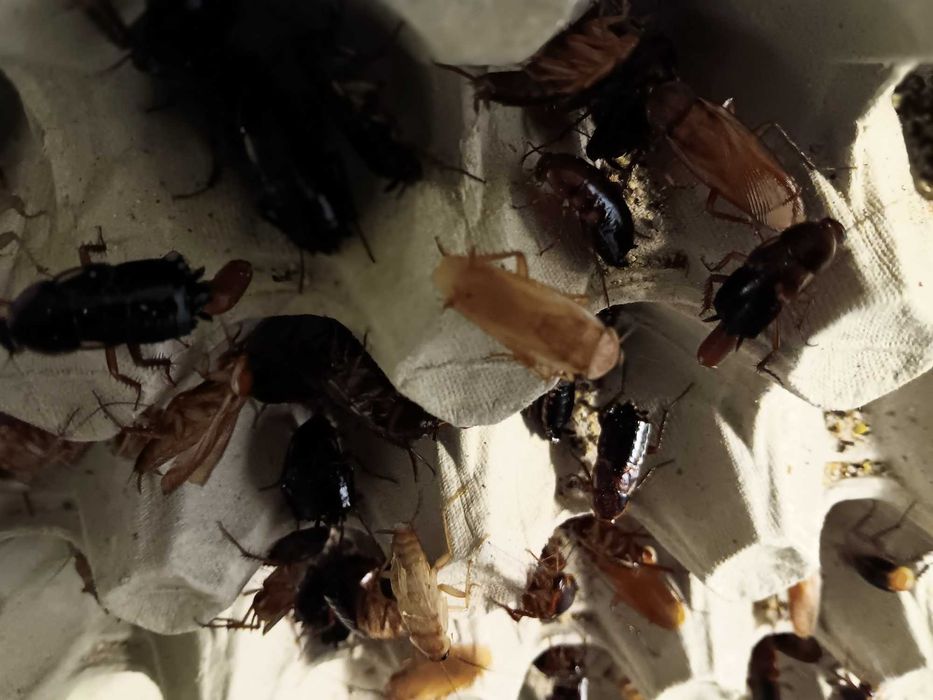 Sprzedam karaczany tureckie