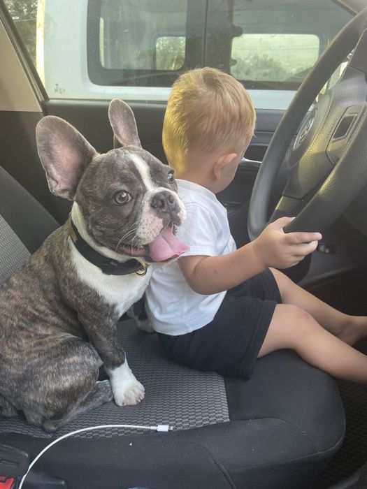 Французский бульдог мальчик ищет девочку