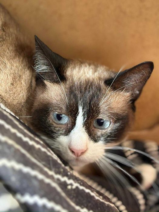 Gata para adoçao (Hope)