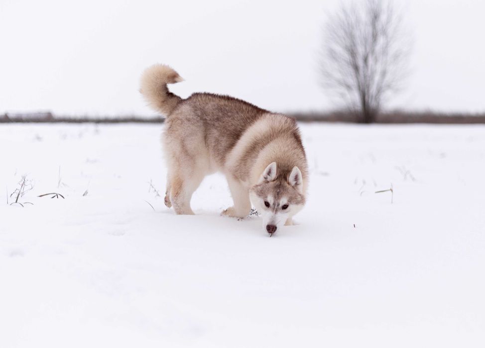 Щенок хаски девочка