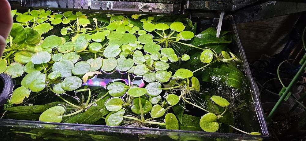 Echinodorus Bleheri (Żabienica Blehera)