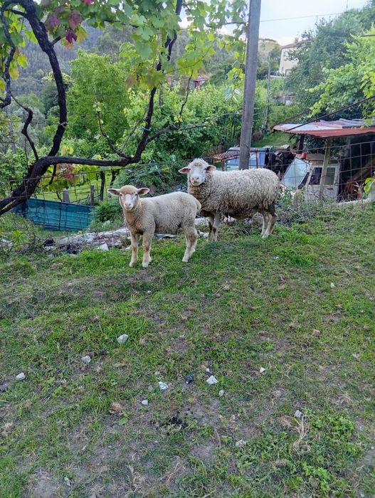 Borrego Ile de France