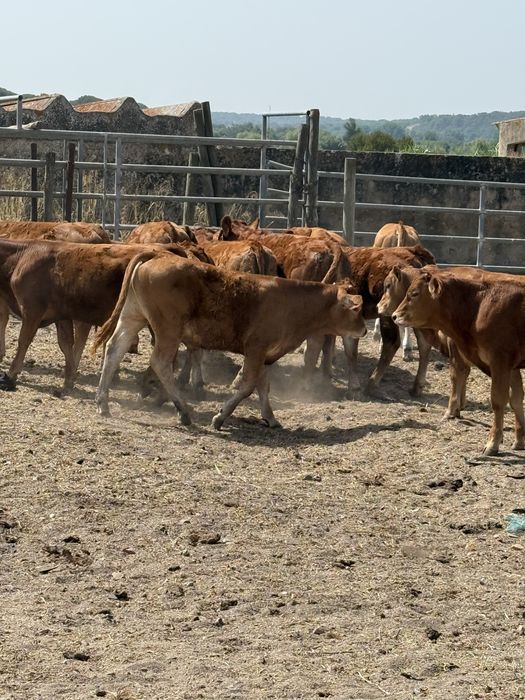 Vitelos limousines registados