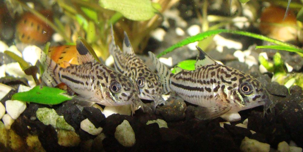 Kirysek lamparci corydoras julii