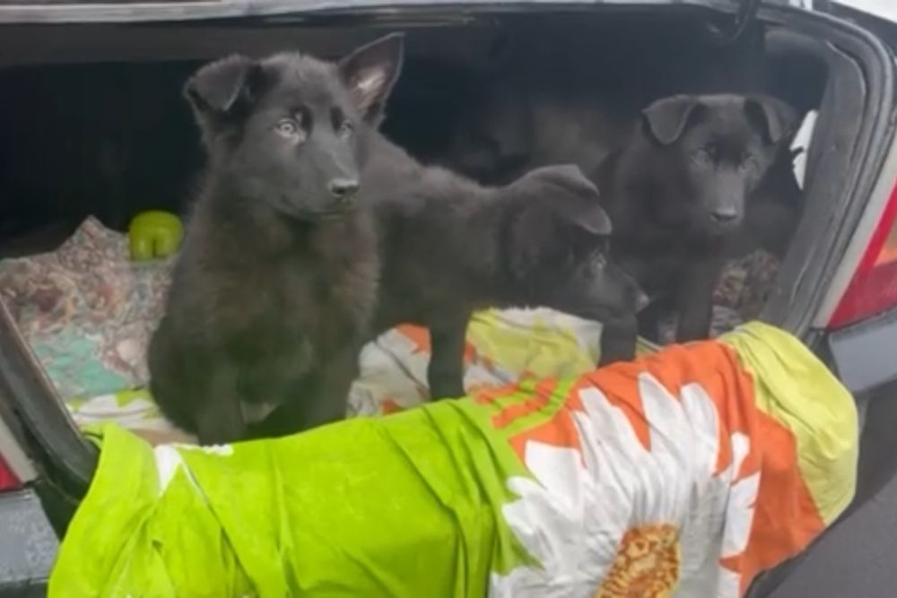 Крупные щенки немецкой овчарки