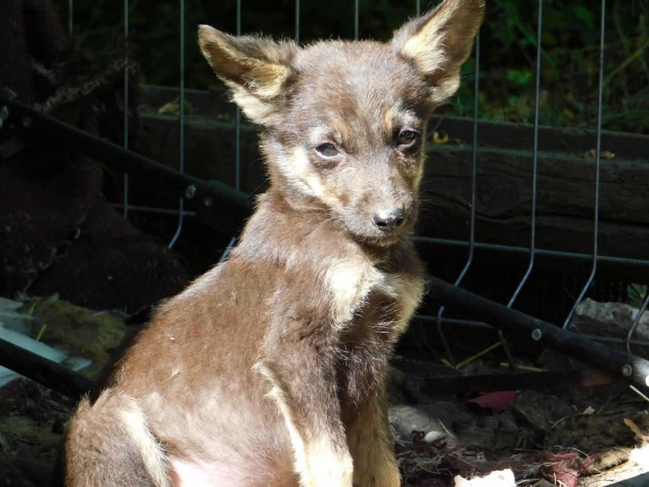 Шукаємо родину для цуценя.