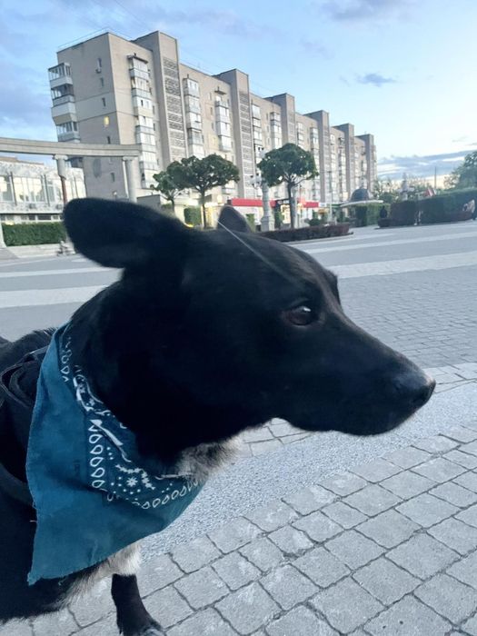 В хороши руки віддам пса