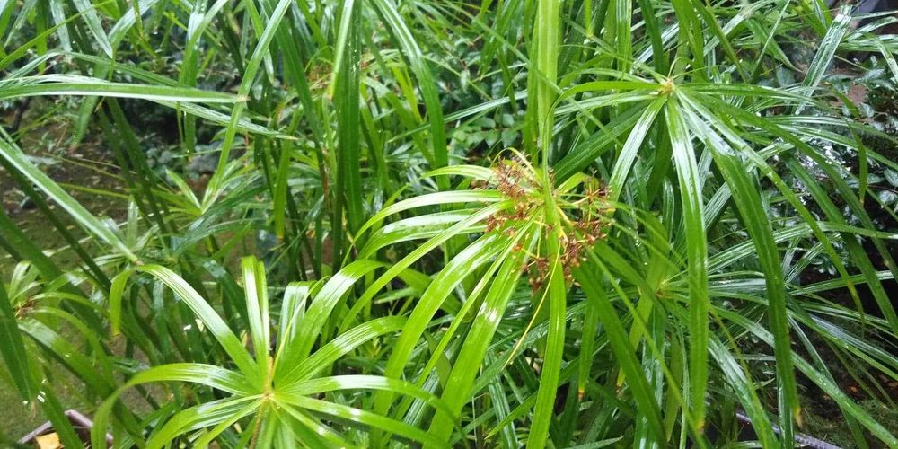 papirus cibora zmienna 1 sadzonka