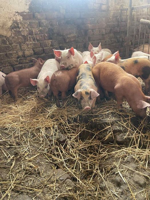 Продам поросята поросята кантур і велика біла