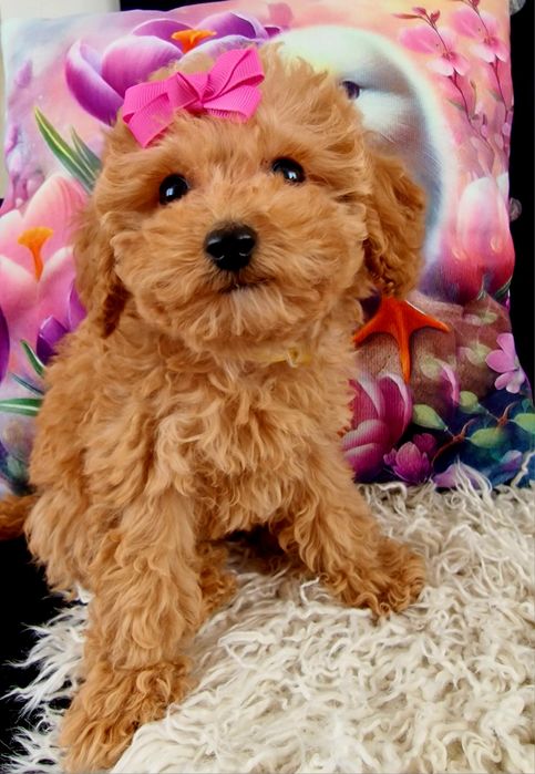 Sunia Lea toy/miniaturka RED tatus FCI nie maltipoo