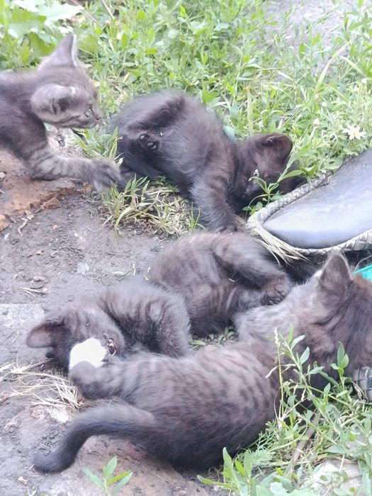 Кошенята в добрі руки