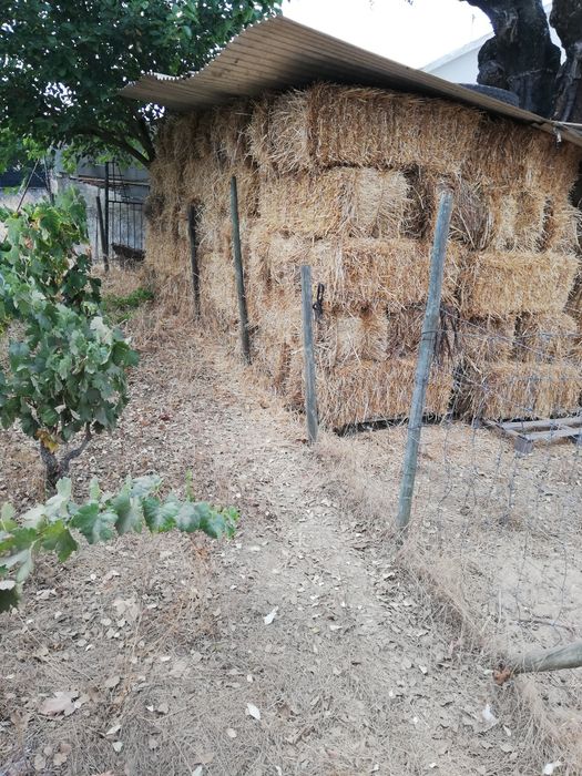 Fardos de feno nascido