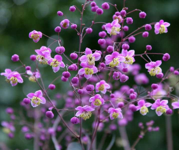 RUTEWKA Lavender Mist - sadzonki w doniczkach