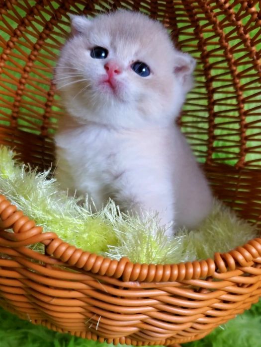 Нежные малыши ждут любящих родителей. Котята золотая шиншилла.