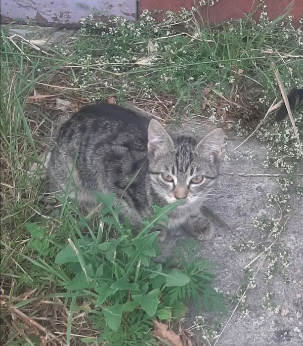 Отдам даром в добрые руки полосатых котят