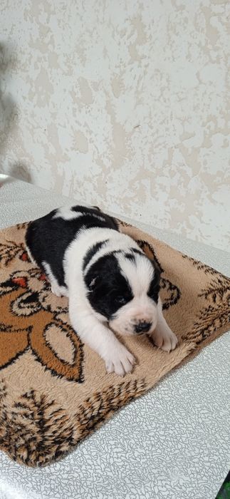 Цуценята алабай САО