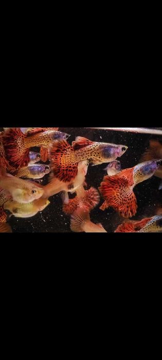 Gupik gupiki Metal Red Lace