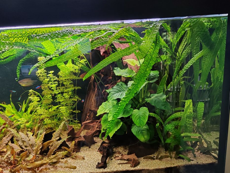 Akwarium 600l z szafką