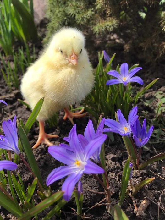 Добові та підрощені м'ясо-яєчні курчата