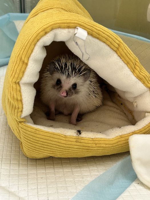 Jeż pigmejski - sprzedam do dobrego domu