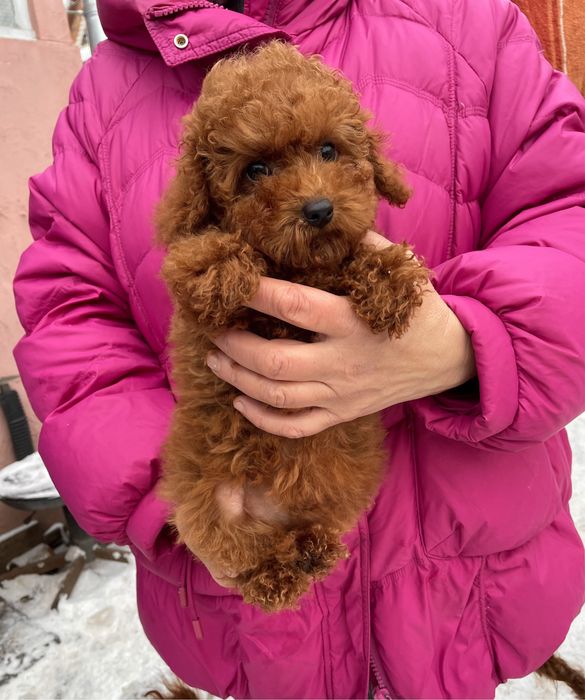 Лапулічка той пудель