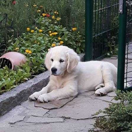 golden retriever szczeniak