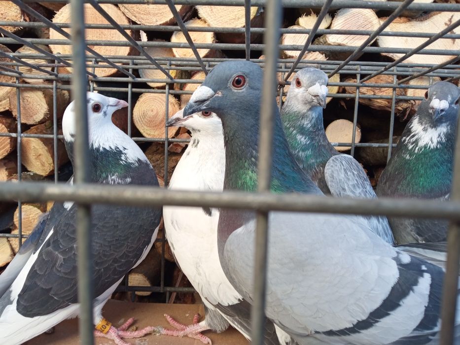 Gołębie pocztowe sprzedam!!!