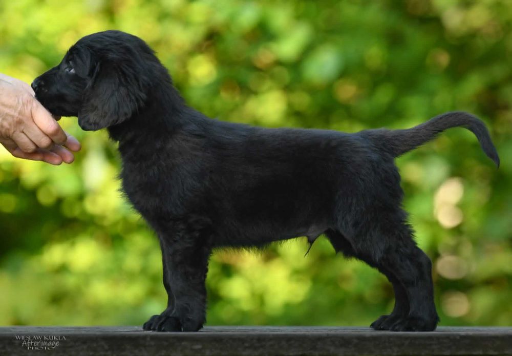 Flat-Coated Retriever – czarny chłopiec szuka kochającego domu