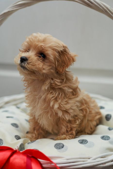 Мальтипу цуценятка!!