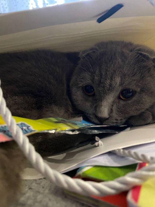 Чистокровная шатландская вислоухая