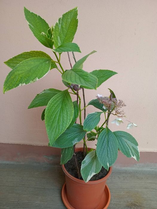 Варієгатна гортензія