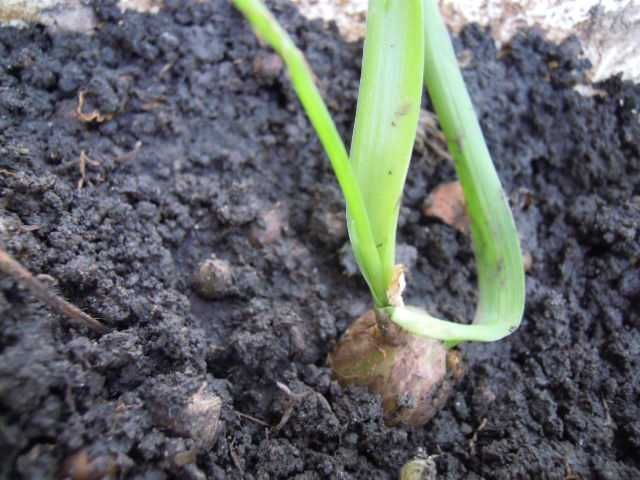 индийский лук -2 и золотой ус Лечебный