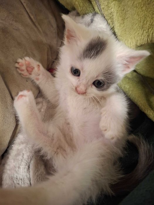 Кошеня, котик, кішечка Первомайськ Миколаївська обл.