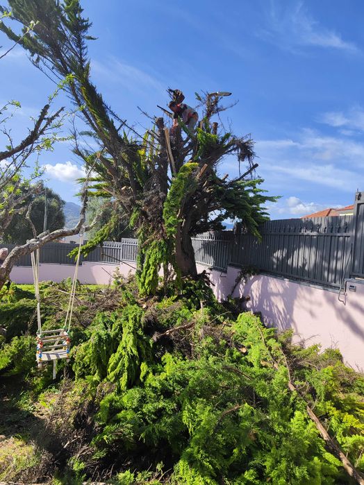 Jardineiro Sintra/Mafra/Ericeira