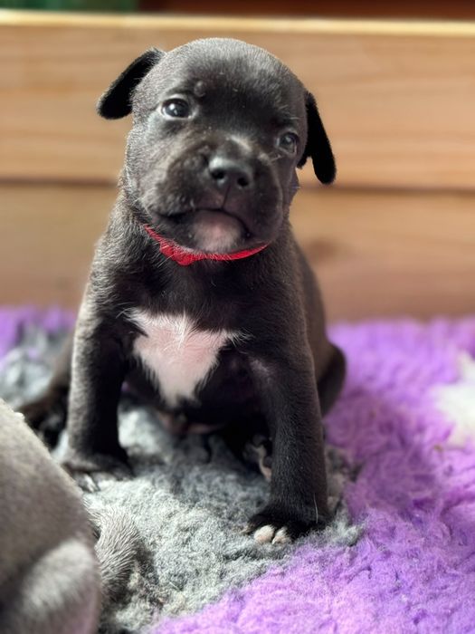 Staffordshire Bull Terrier