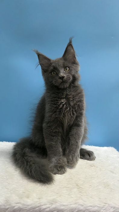 Голубой мальчик мейн кун