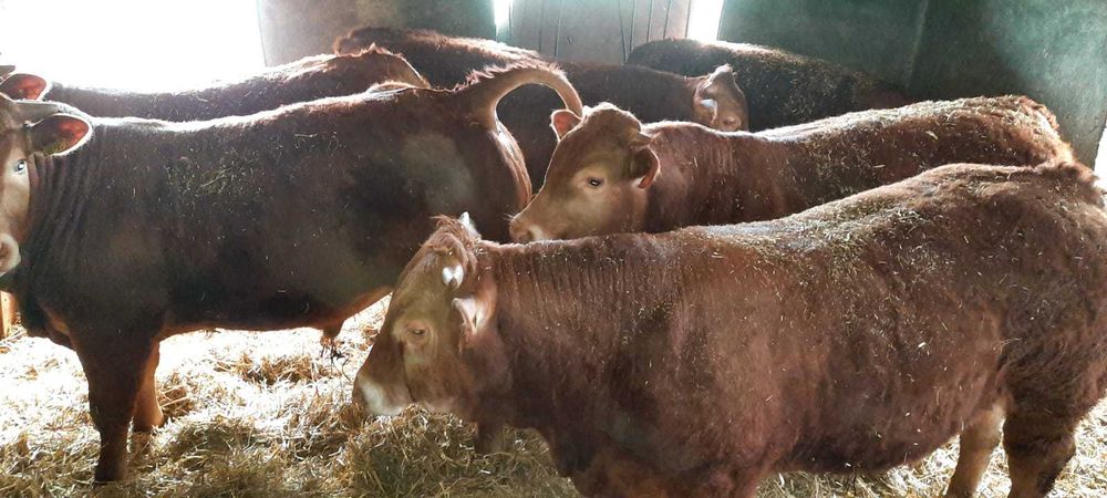 Na sprzedaż BYCZKI odsadki