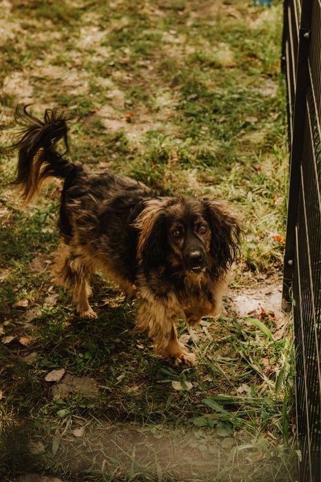 Spajki czeka na dom w typie spaniela