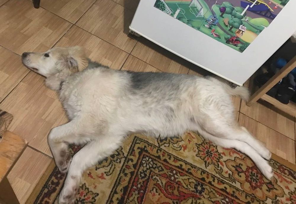 Стерилізована Умка шукає відповідальних батьків!